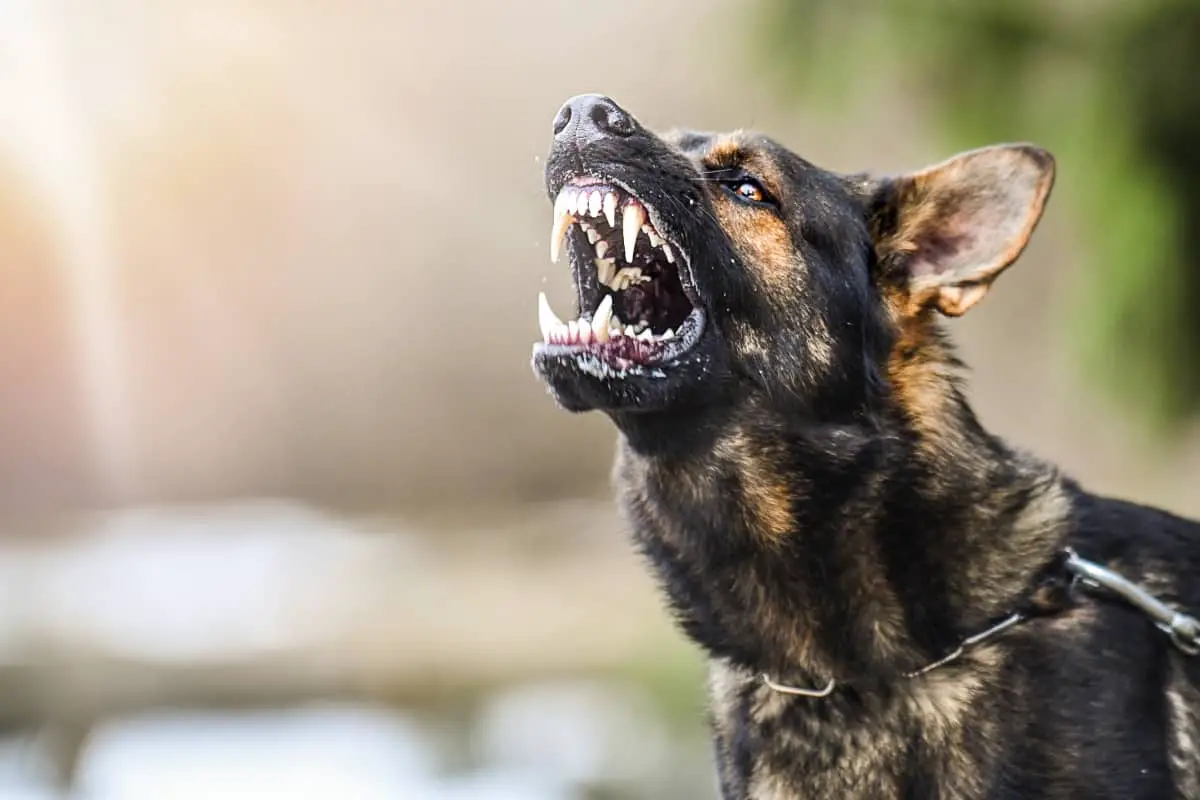 Coyotes have sharp teeth however dogs can generate more bite force.