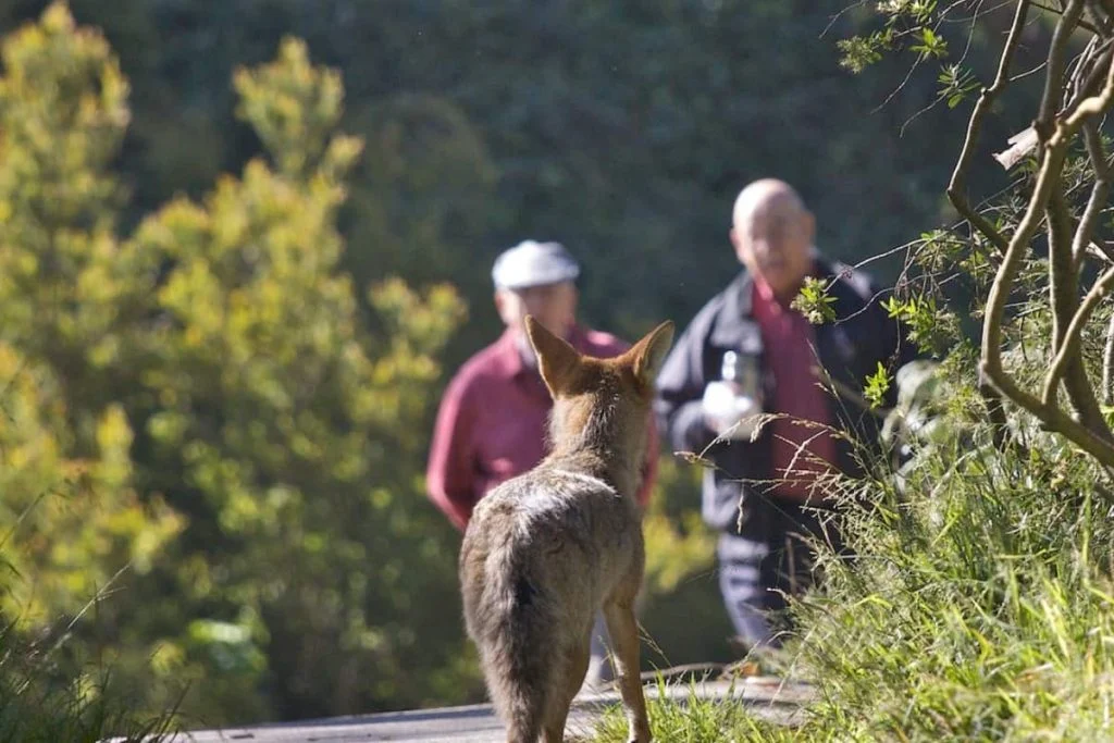Coyote outsmarting human beings