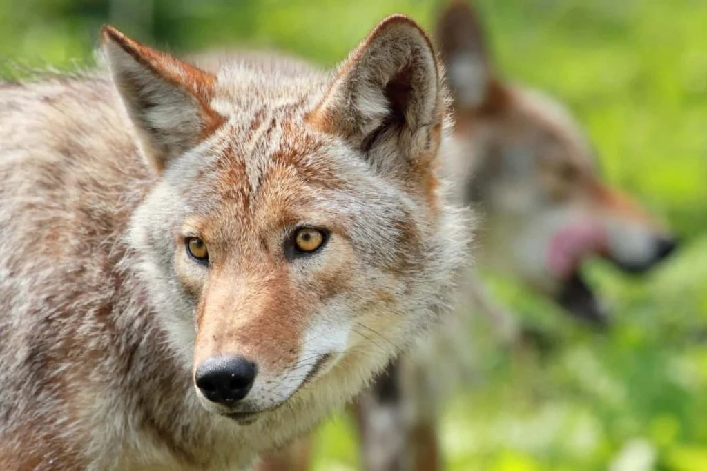 Coyotes memory retention is good