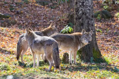 Do Coyotes Hunt & Travel in Packs?