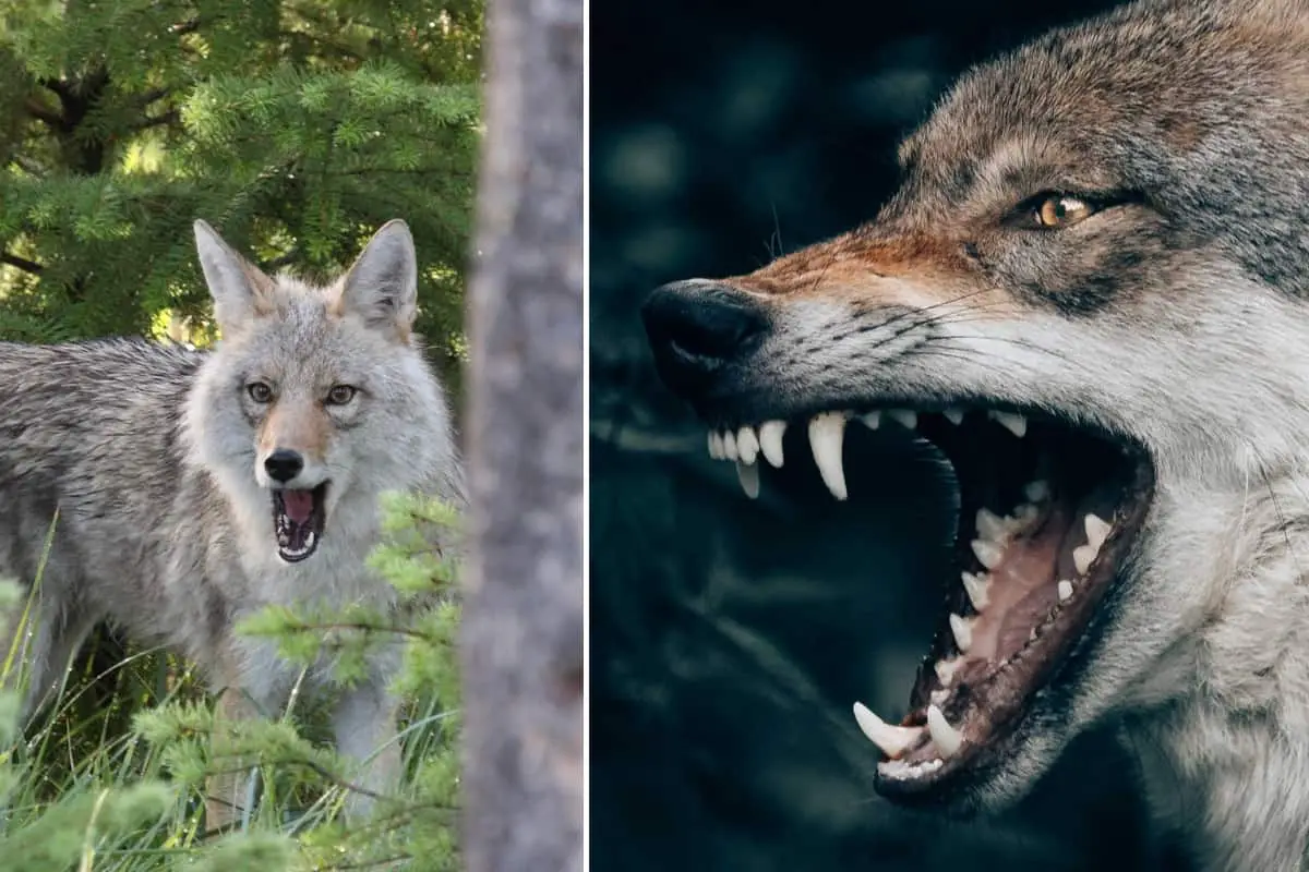 Do coyotes have sharp teeth? Yes they have.