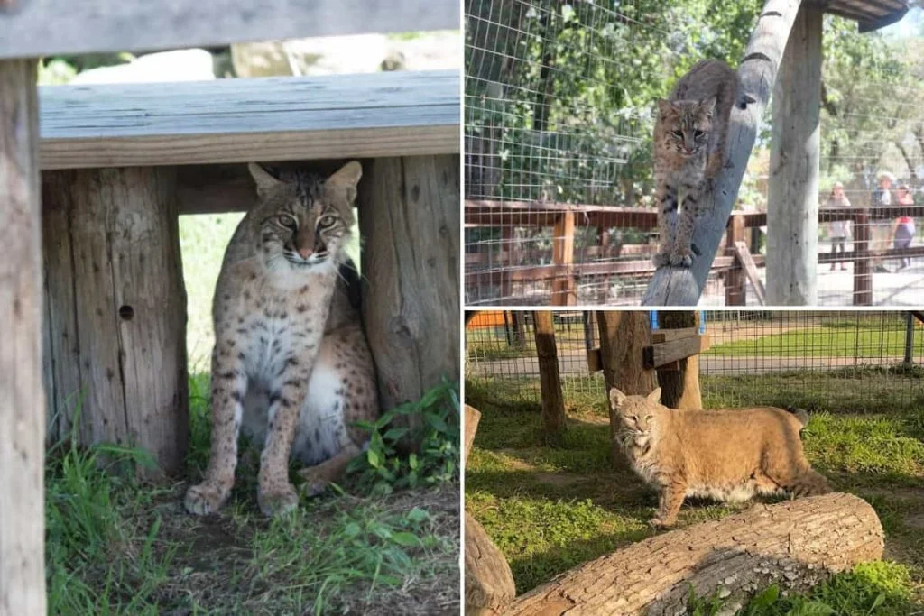 Housing arrangements for keeping bobcats