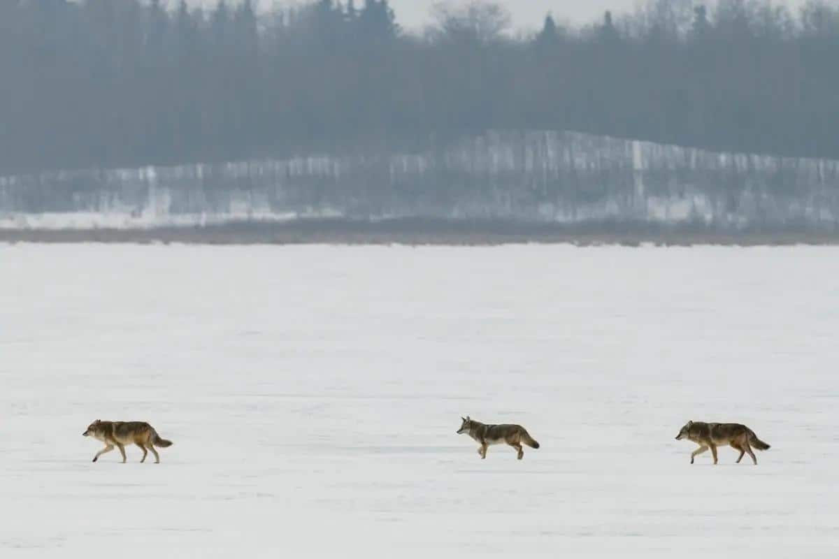 How far do coyotes travel in packs