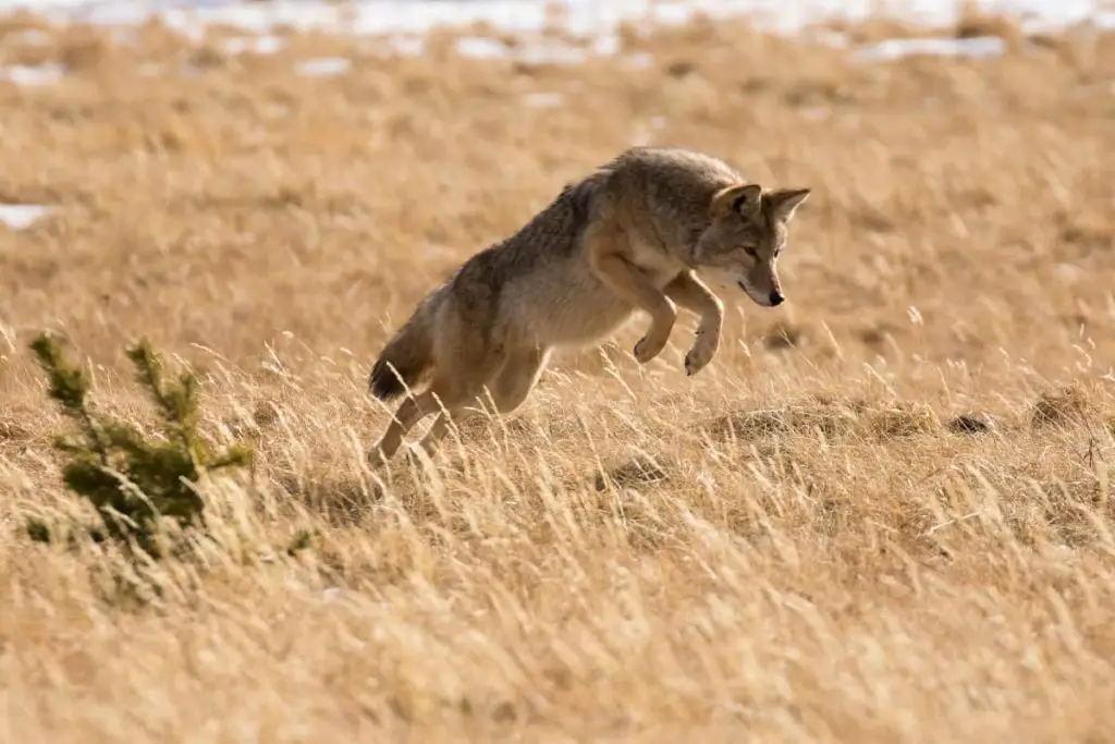 How high can a coyote jump over fences