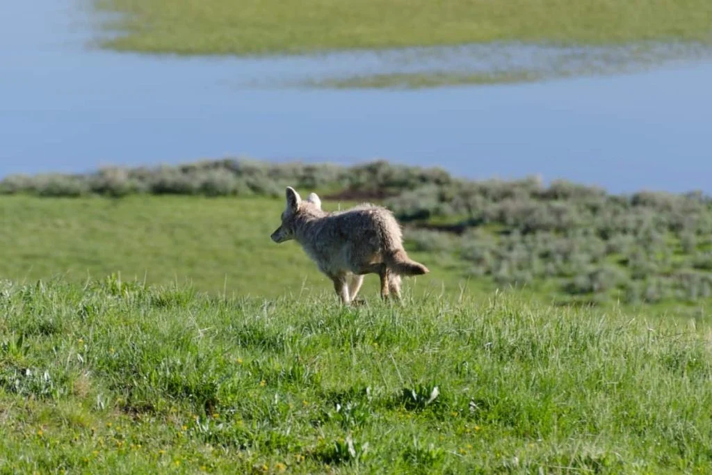 How to scare away a coyote