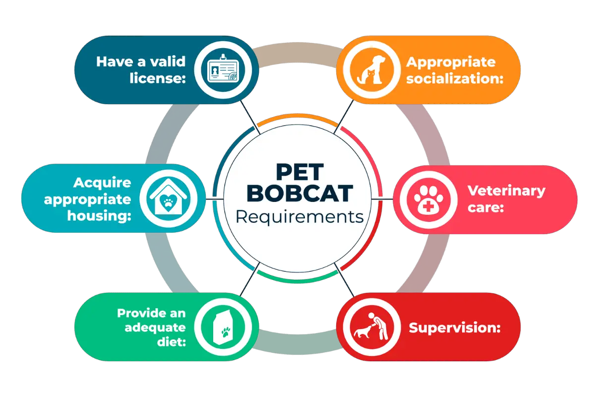 Requirements For Keeping A Bobcat As A Pet - Infographics