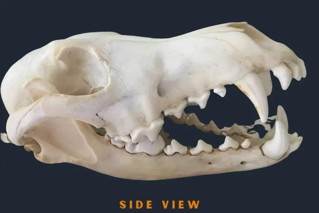 Side view of Coyote skull and jaw