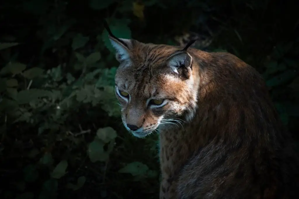 Spirit Aspects of Bobcat in Various Other Native Cultures