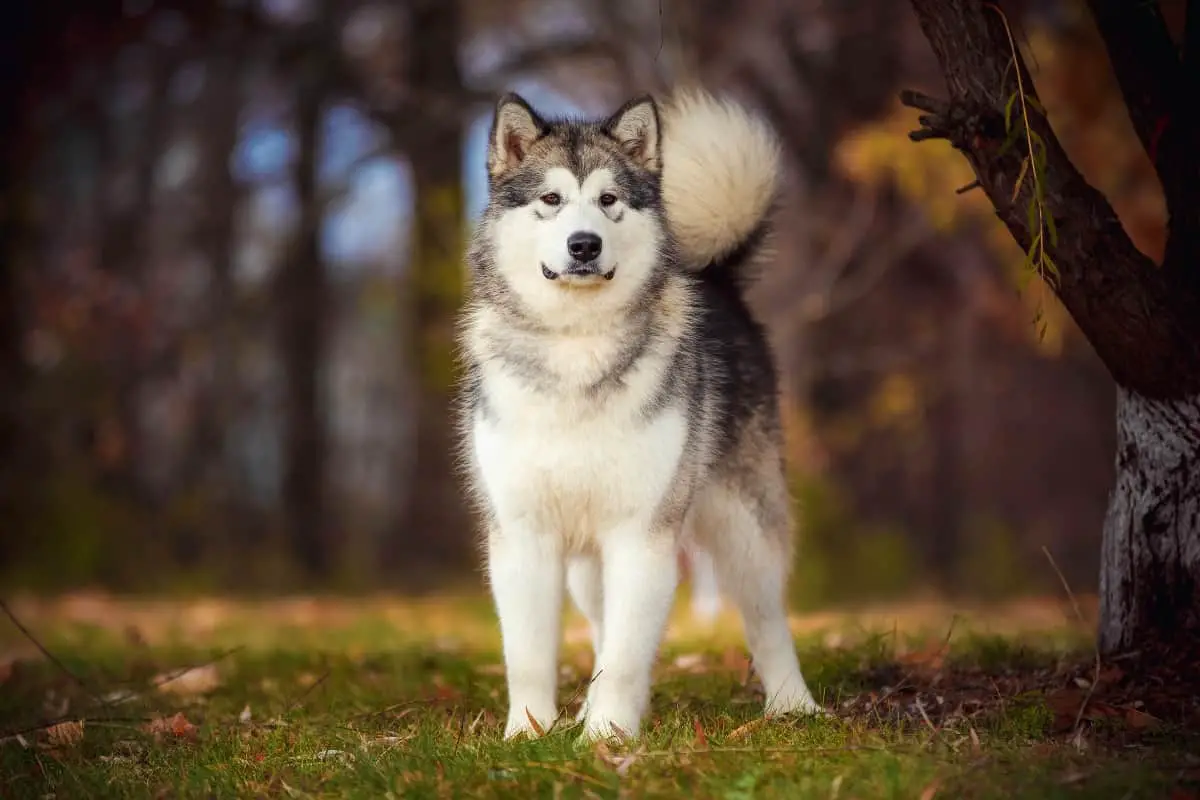 The Alaskan Malamute on a walk in the park