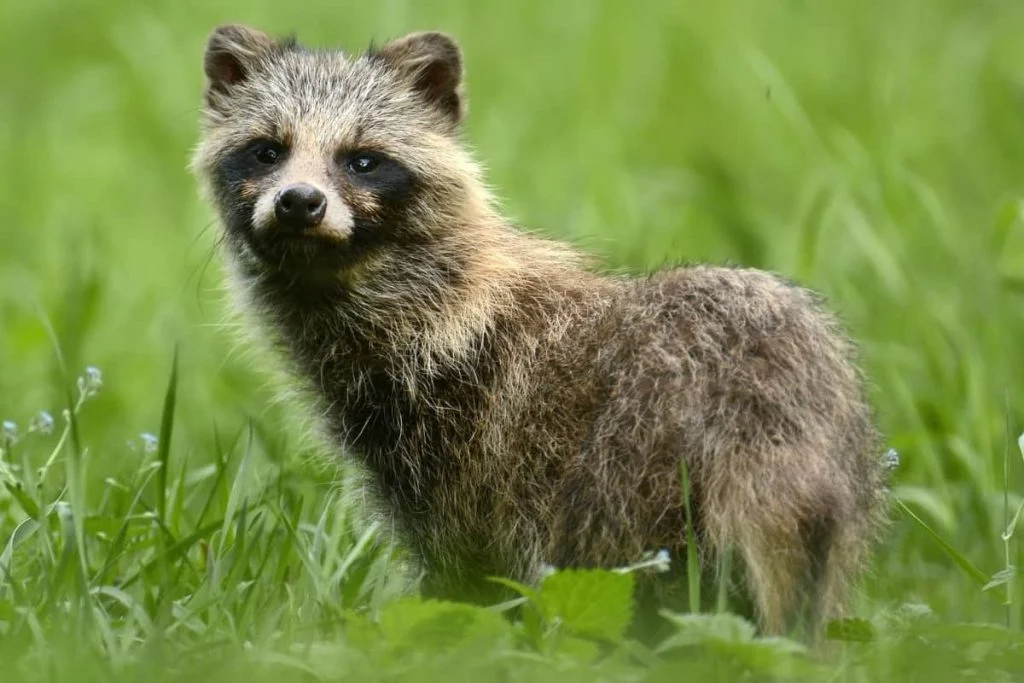 A coyote-like animal in Europe, could be a raccoon dog