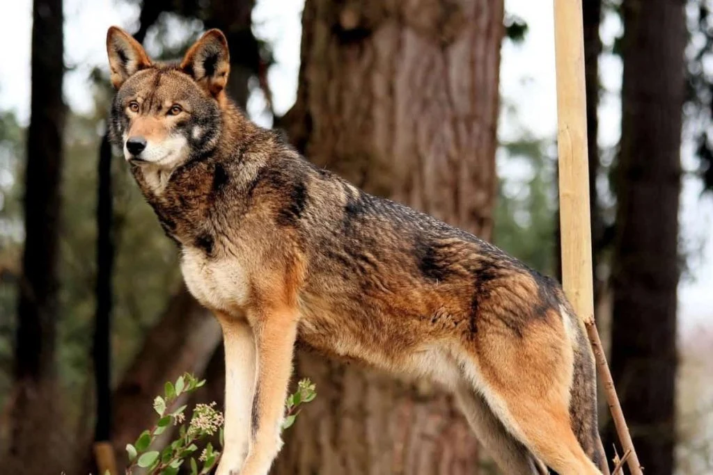 The Red Wolf shares similarities with the coyotes