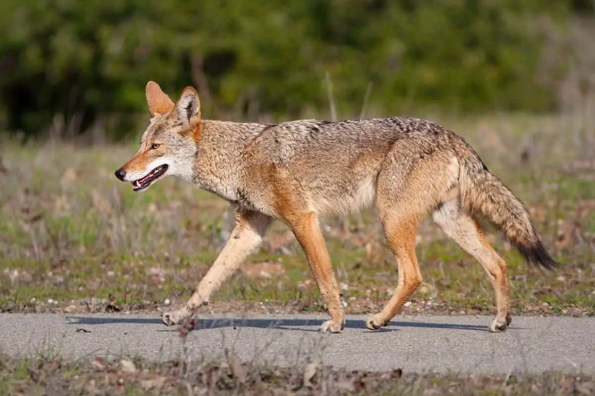 Western side coyote trotting