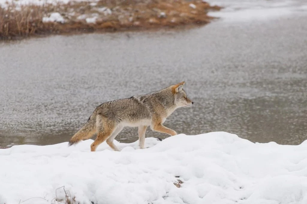 A coyote looking for a way to cross a river in winter