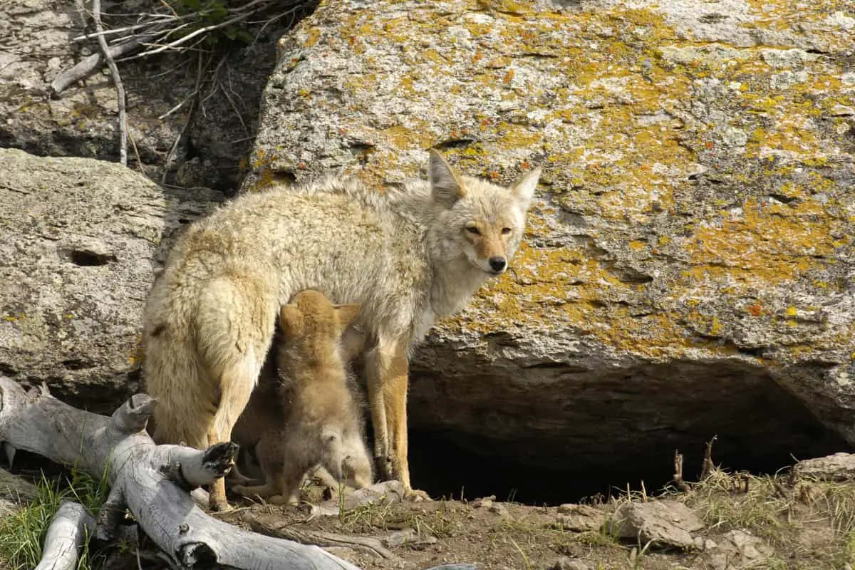 What does a coyote den look like