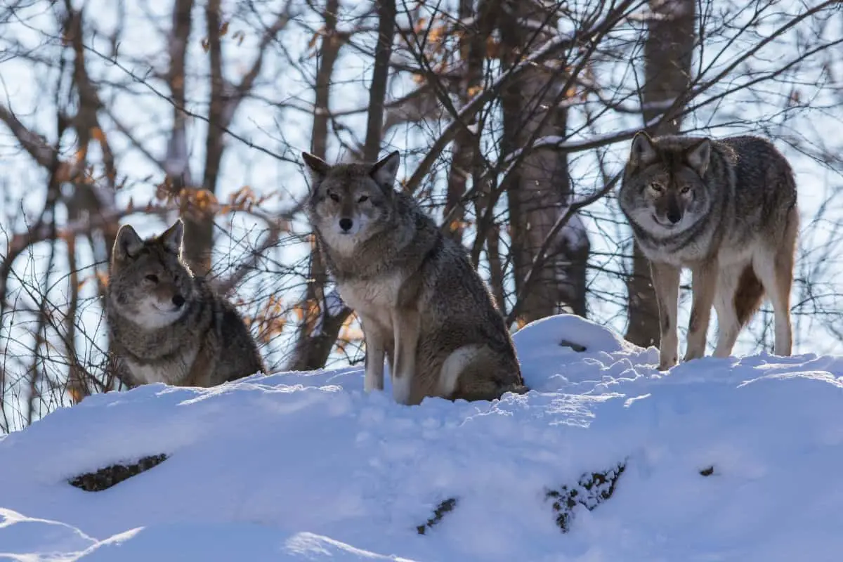 What is a pack of coyotes