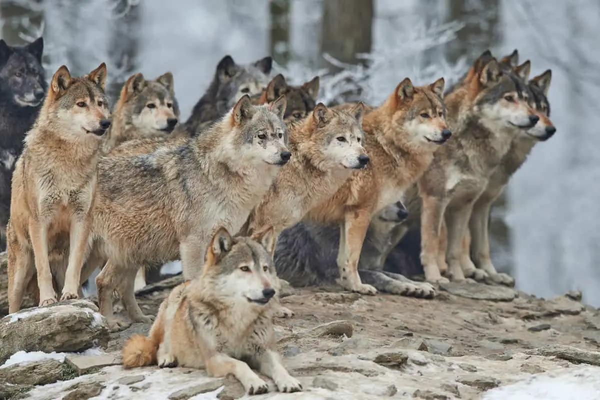 A pack of wolves ready to hunt