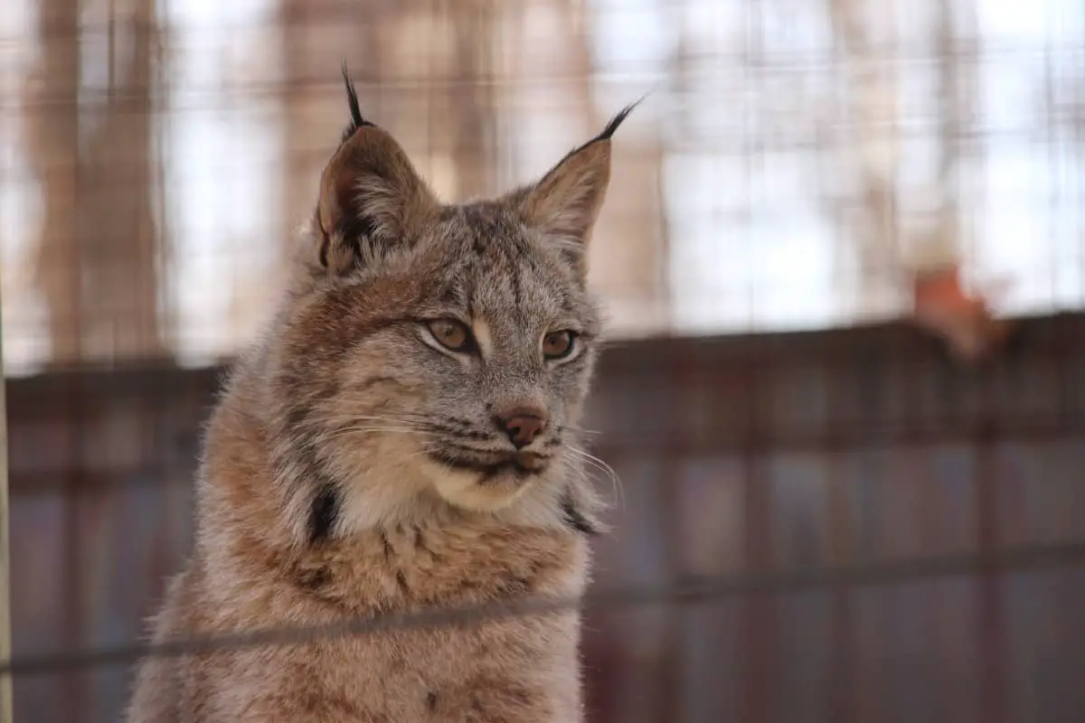 bobcat pet legal states 