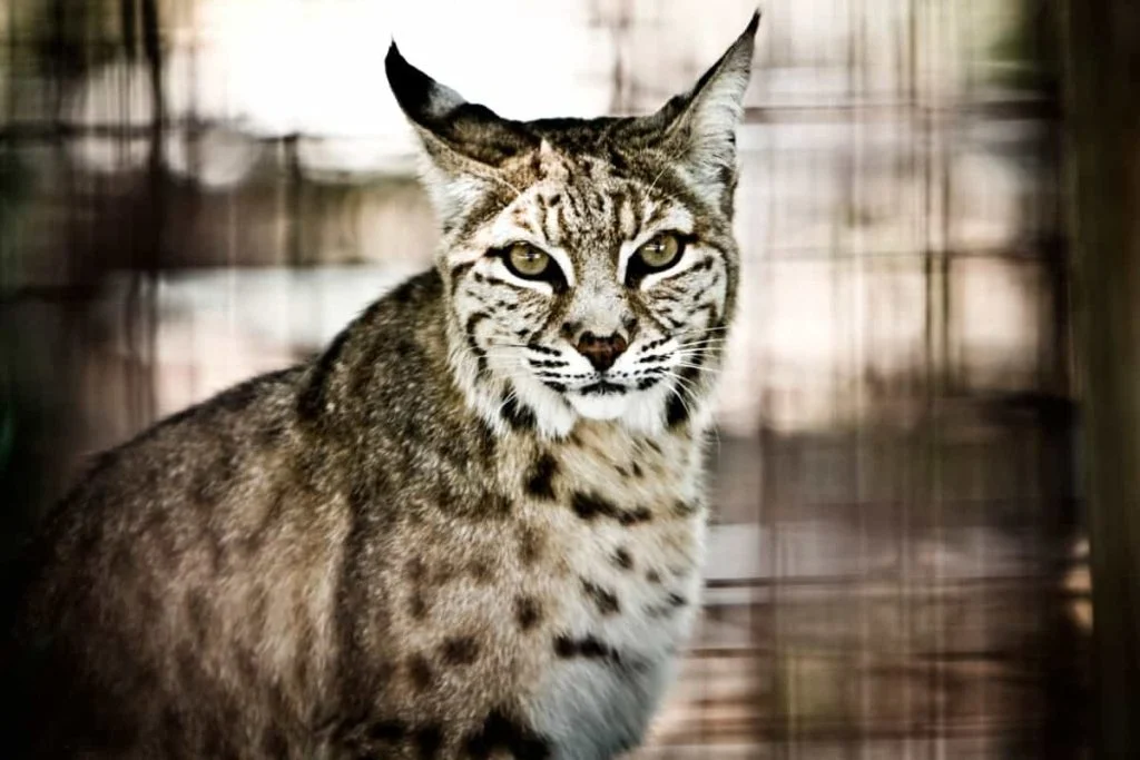 bobcat spirit animal and symbolism