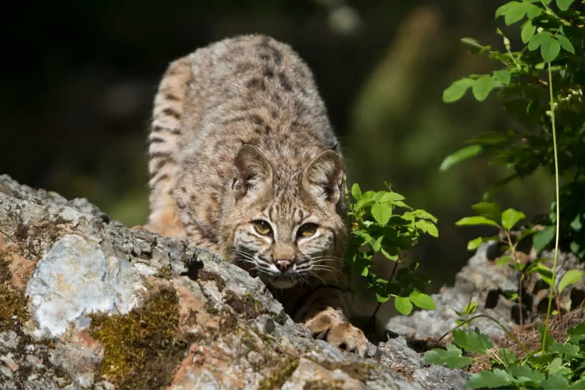 Bobcat symbolism for survival, resilience, and strength.