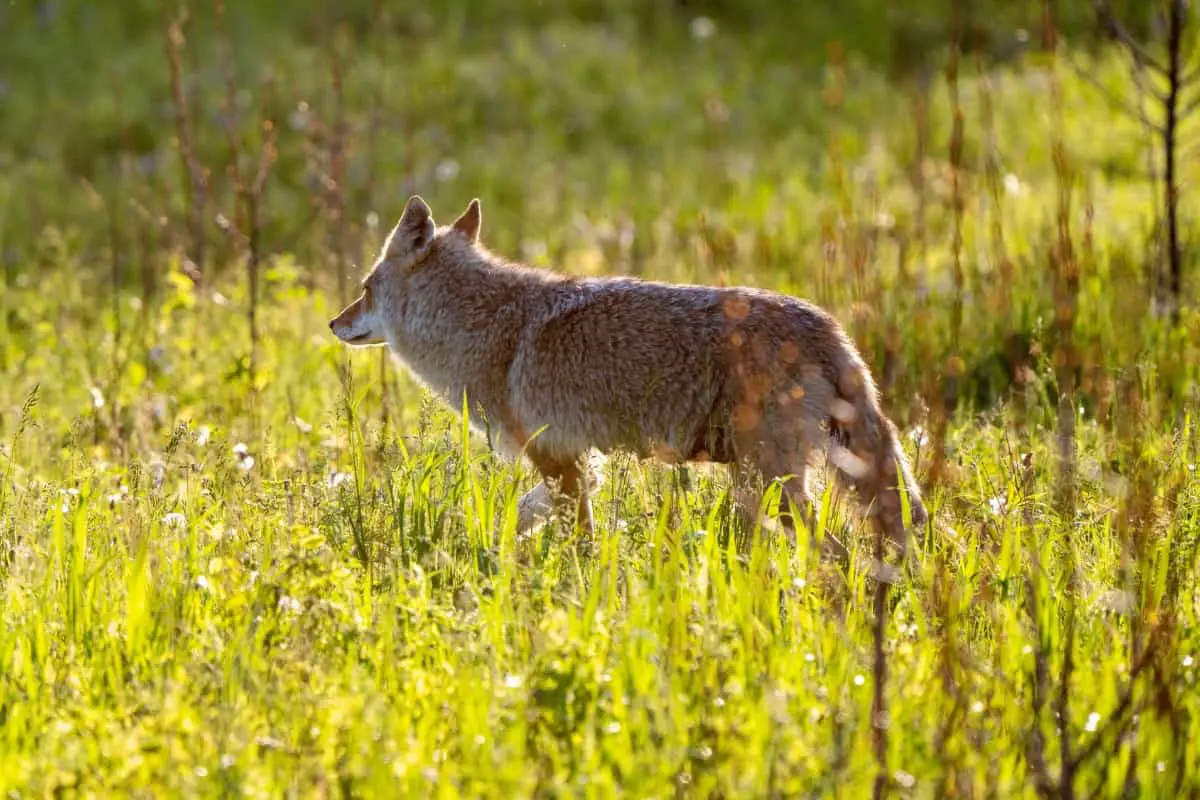 Coyote in the grassland of Saskatchewan.