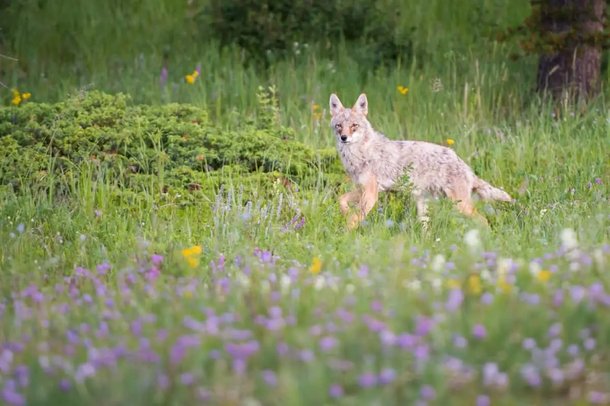 An ideal coyote habitat is where good cover and food are available for coyotes.