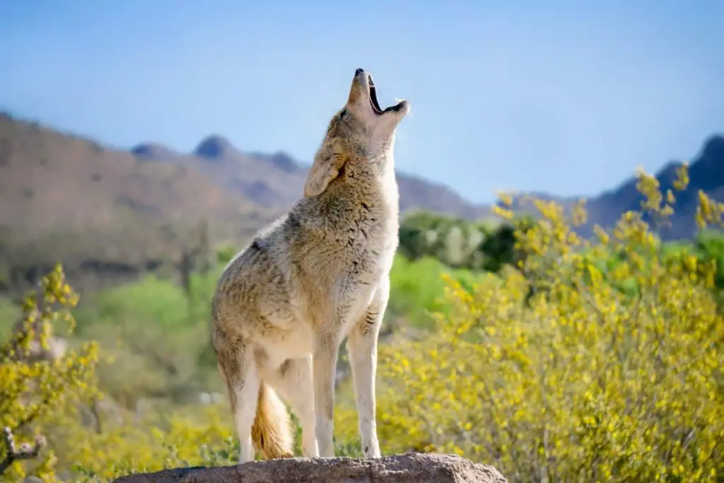 what do coyotes sound like