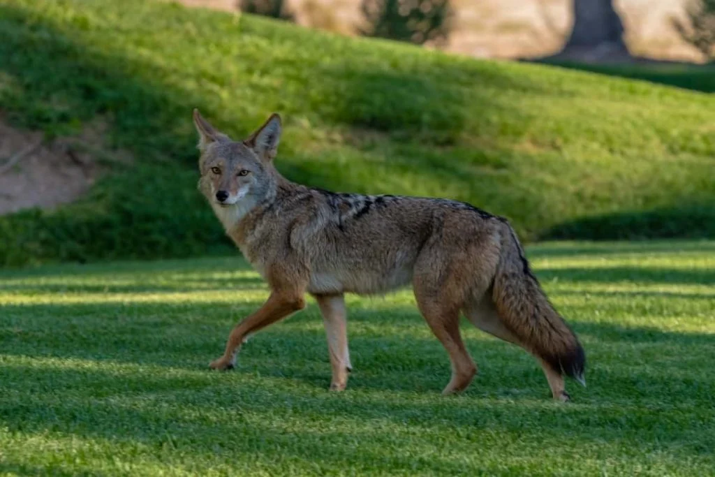 Are Coyotes Dogs?