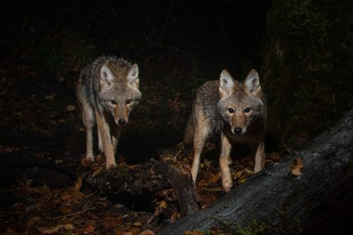 Are coyotes nocturnal