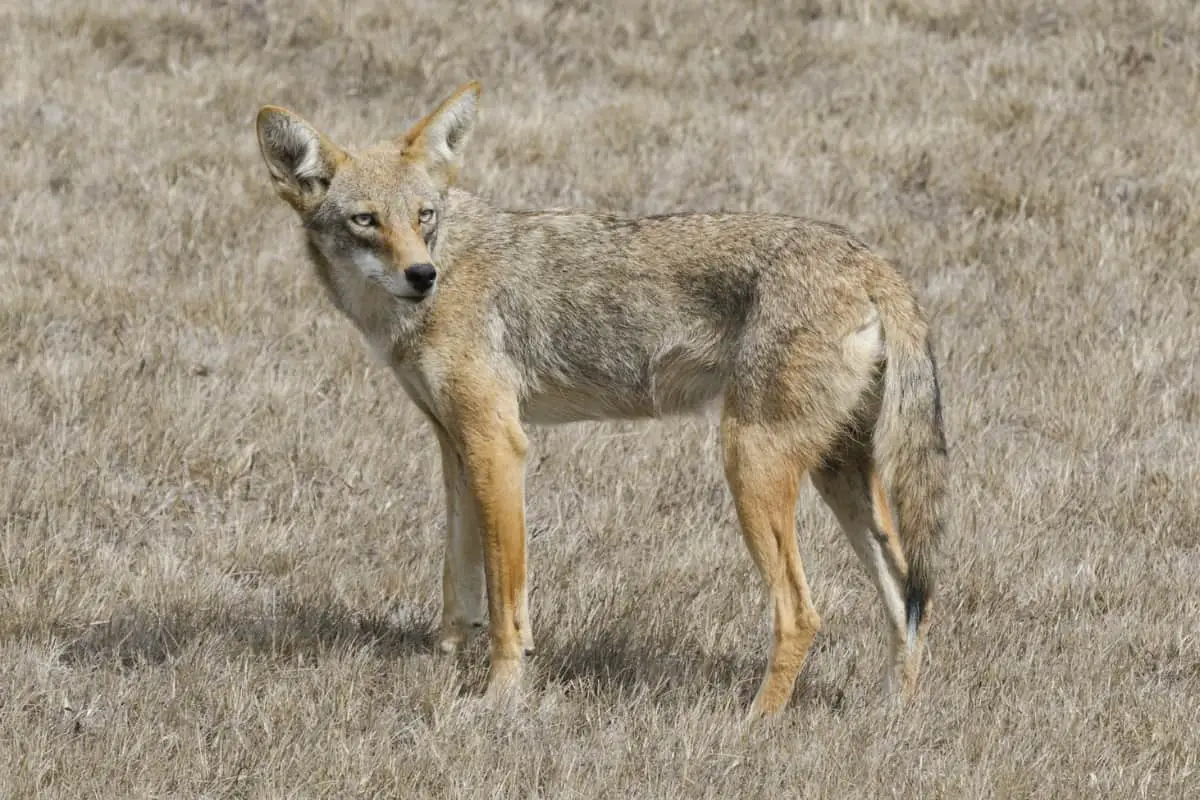 Californian valley coyote is a subspecie of western coyotes