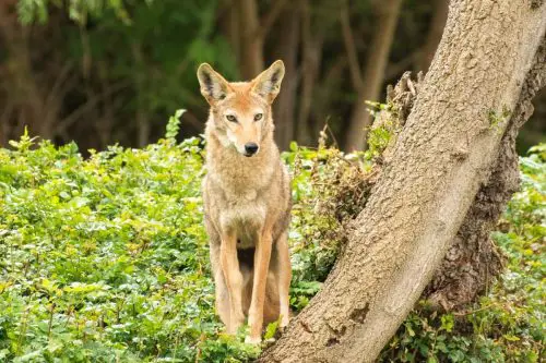 Can Coyotes Climb Trees