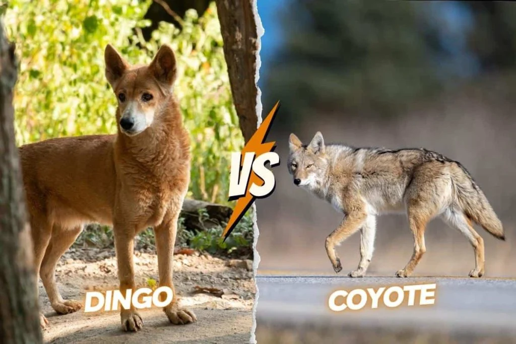 Coyotes exhibit grayish and red colors while dingoes show tan colors.