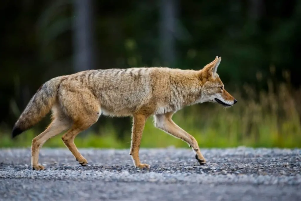 Coyote Example