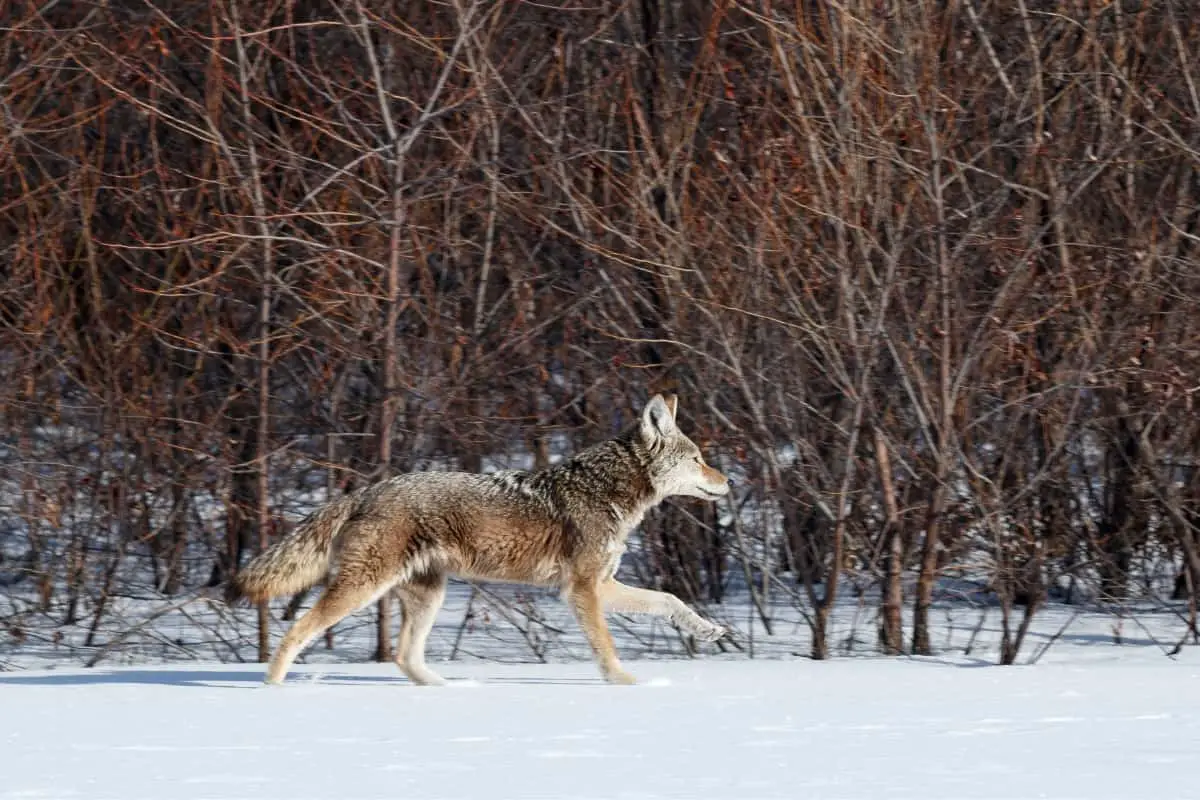 Coyotes have better hunting skills than Rotties, they can even hunt at night.