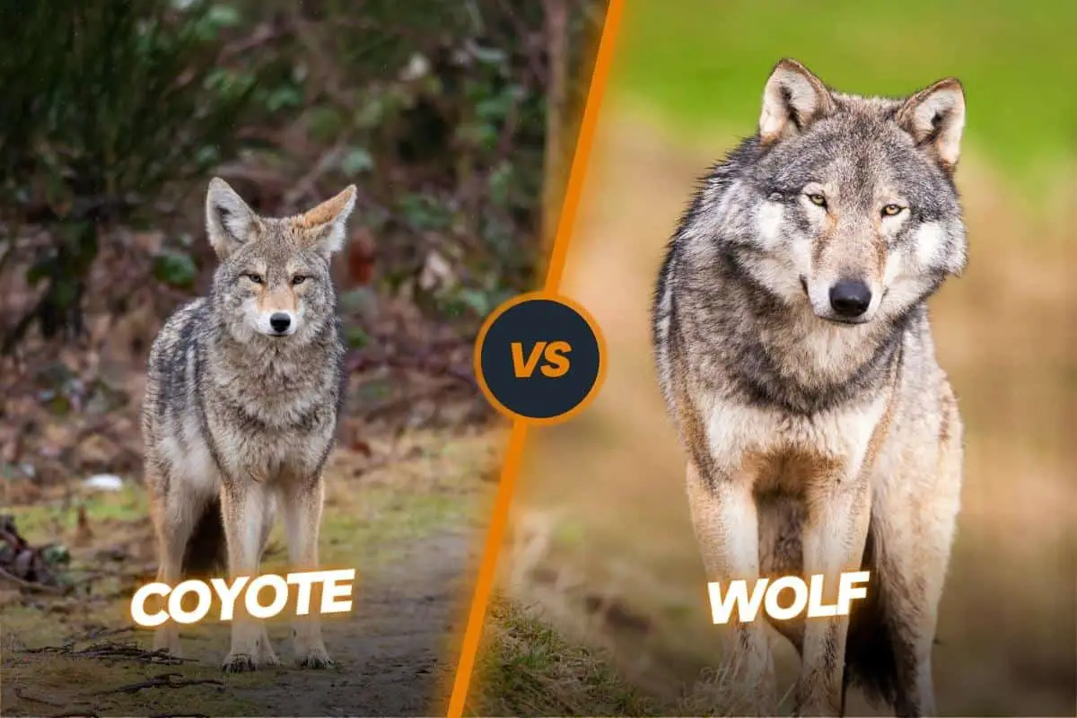 Coyote Vs Wolf Spot The Differences From A Gray Wolf