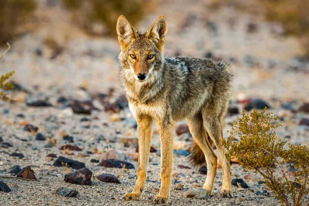 Coyote standing confident in the sand.