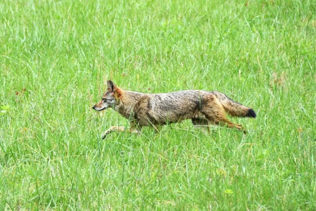 Coyote has more speed than a rottweiler