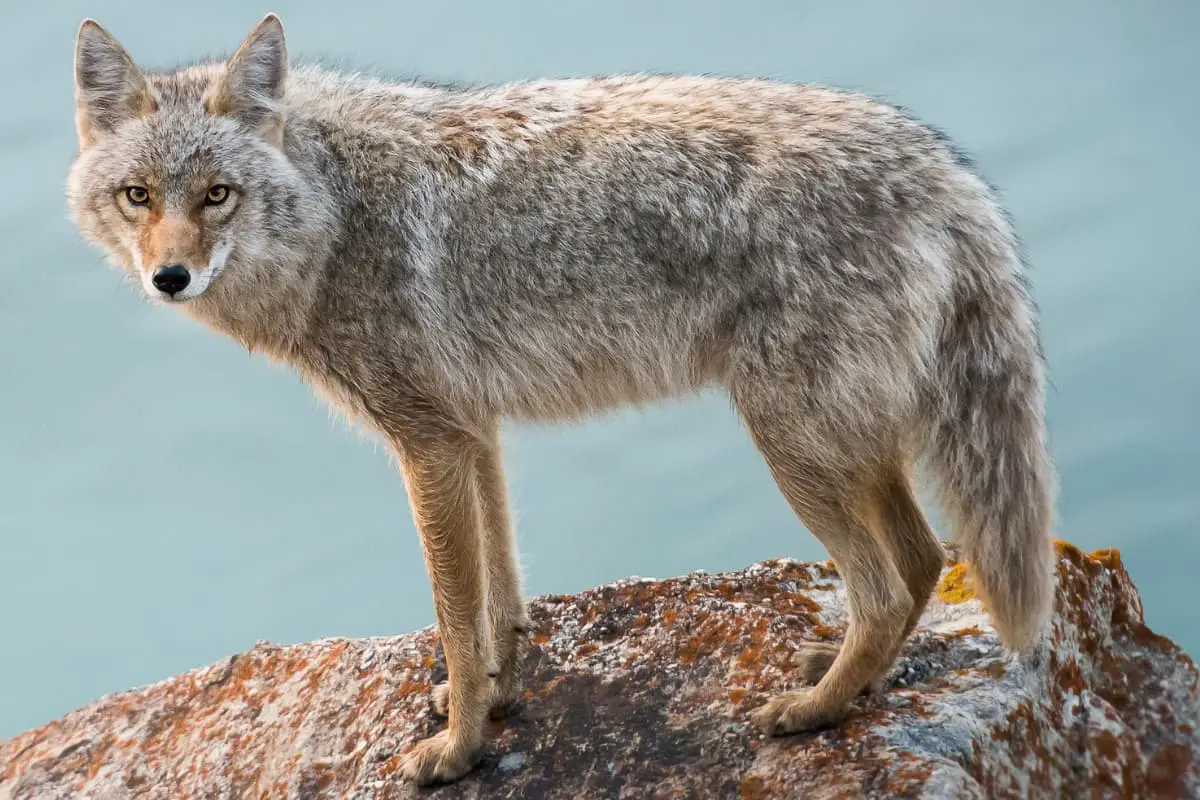 Coyote has retractable claws while hyena does not