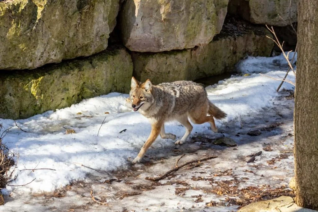 Coyote speed as a defensive capability