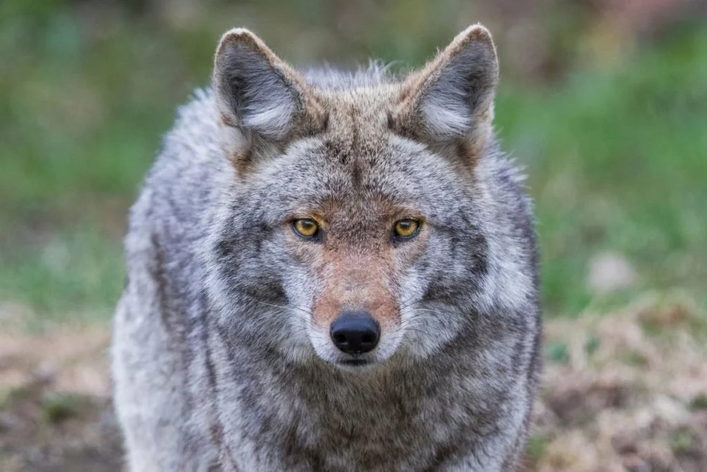 Coyote vision and color attributes