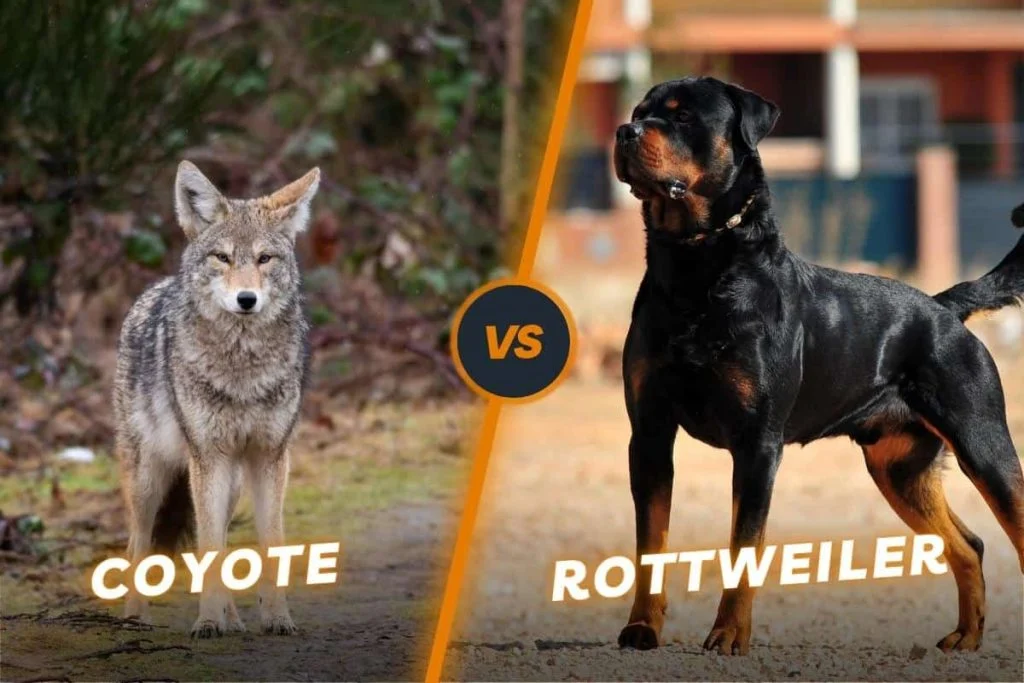 Coyote vs Rottweiler