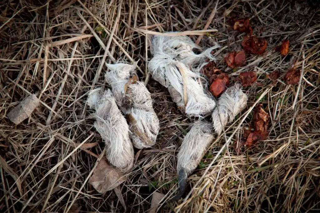 Coyote vs wolf scat or poop