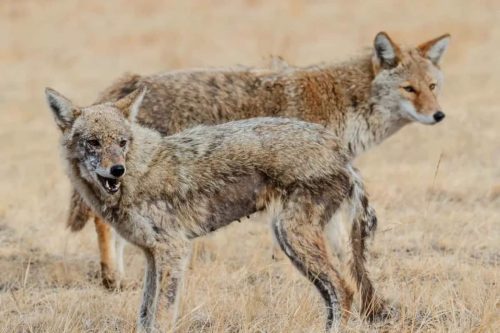 Coyotes With Mange Or Rabies diseases