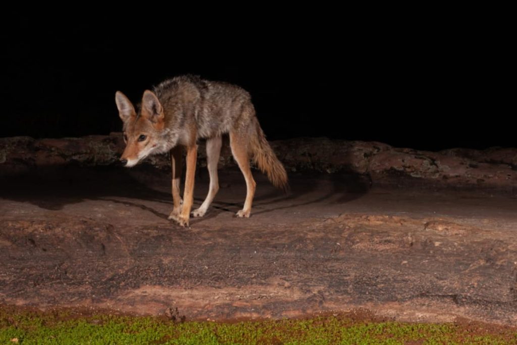 Are Coyotes Nocturnal Or Diurnal? When Are They Most Active?