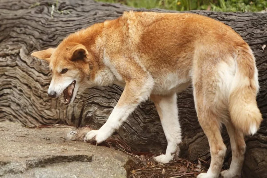 BFQ of coyote is 88 while that of dingo is 113.