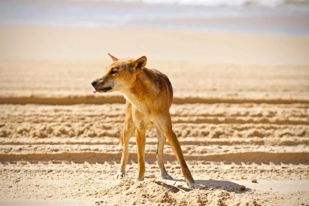 Dingoes are among the top predators in Australia.