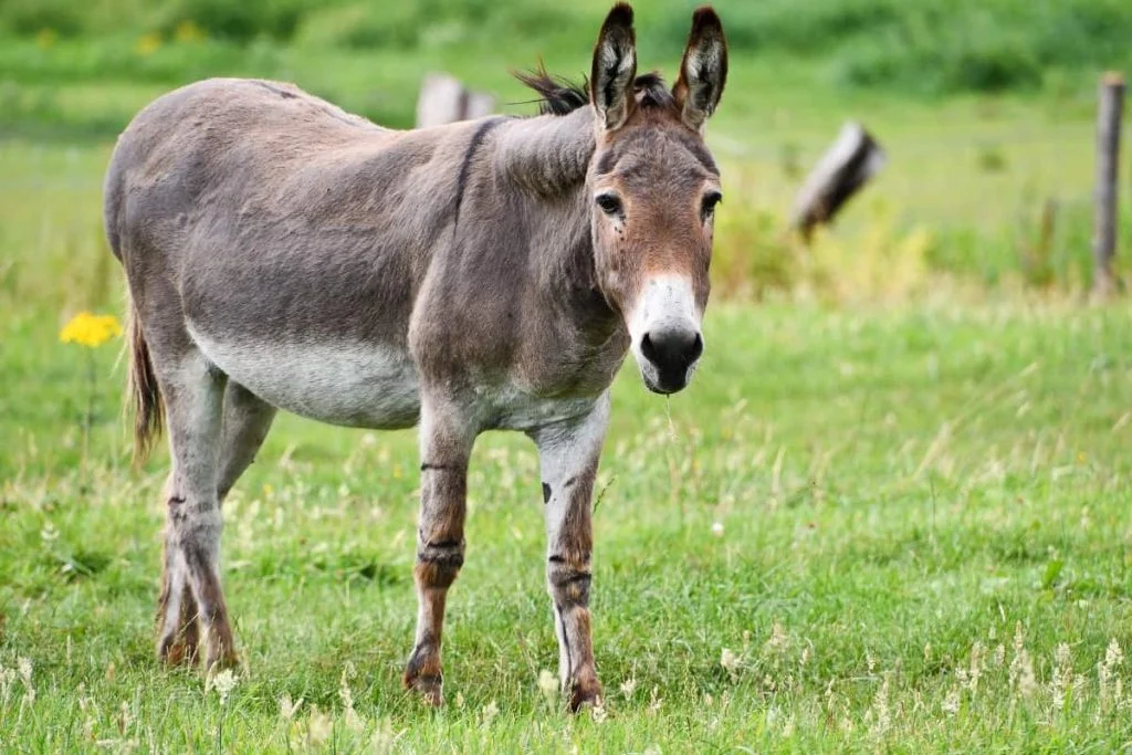 Do donkeys keep coyotes away