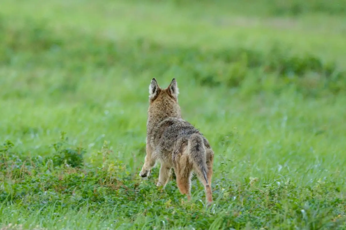 Hazing different types of coyotes