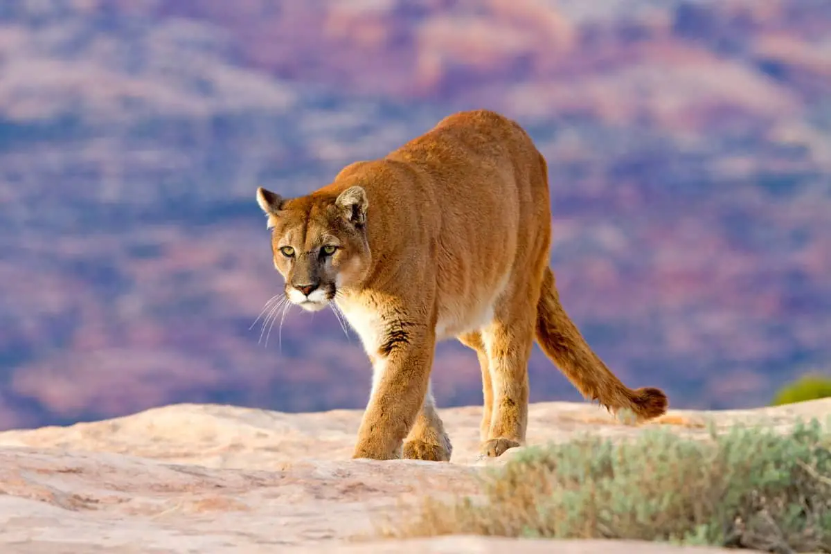 A mountain lion walking in mountains