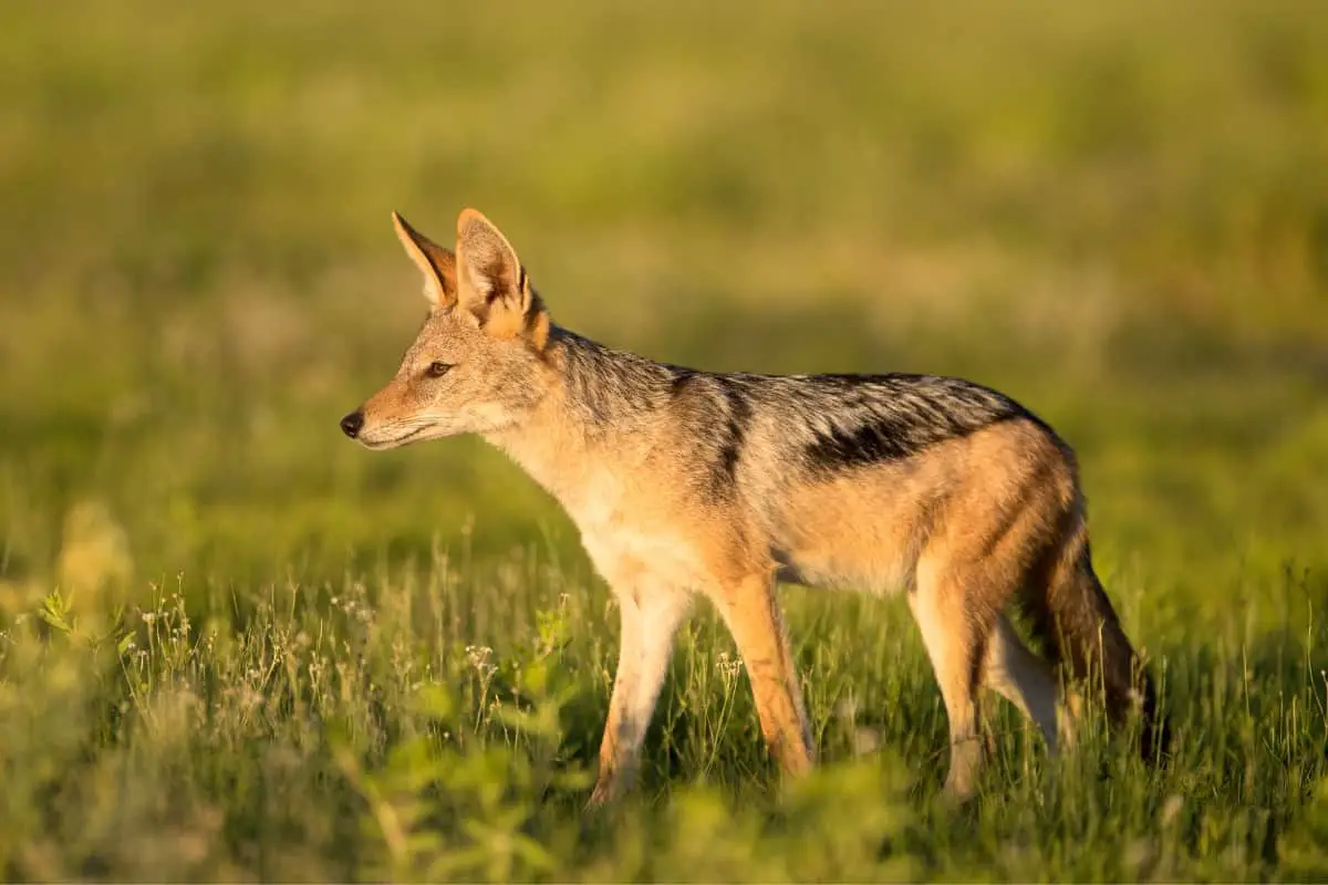 Jackal has the upper hand over coyotes in terms of hearing senses