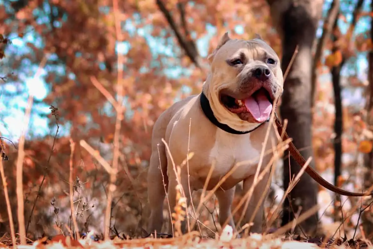 Jaw strength pit bull vs coyote